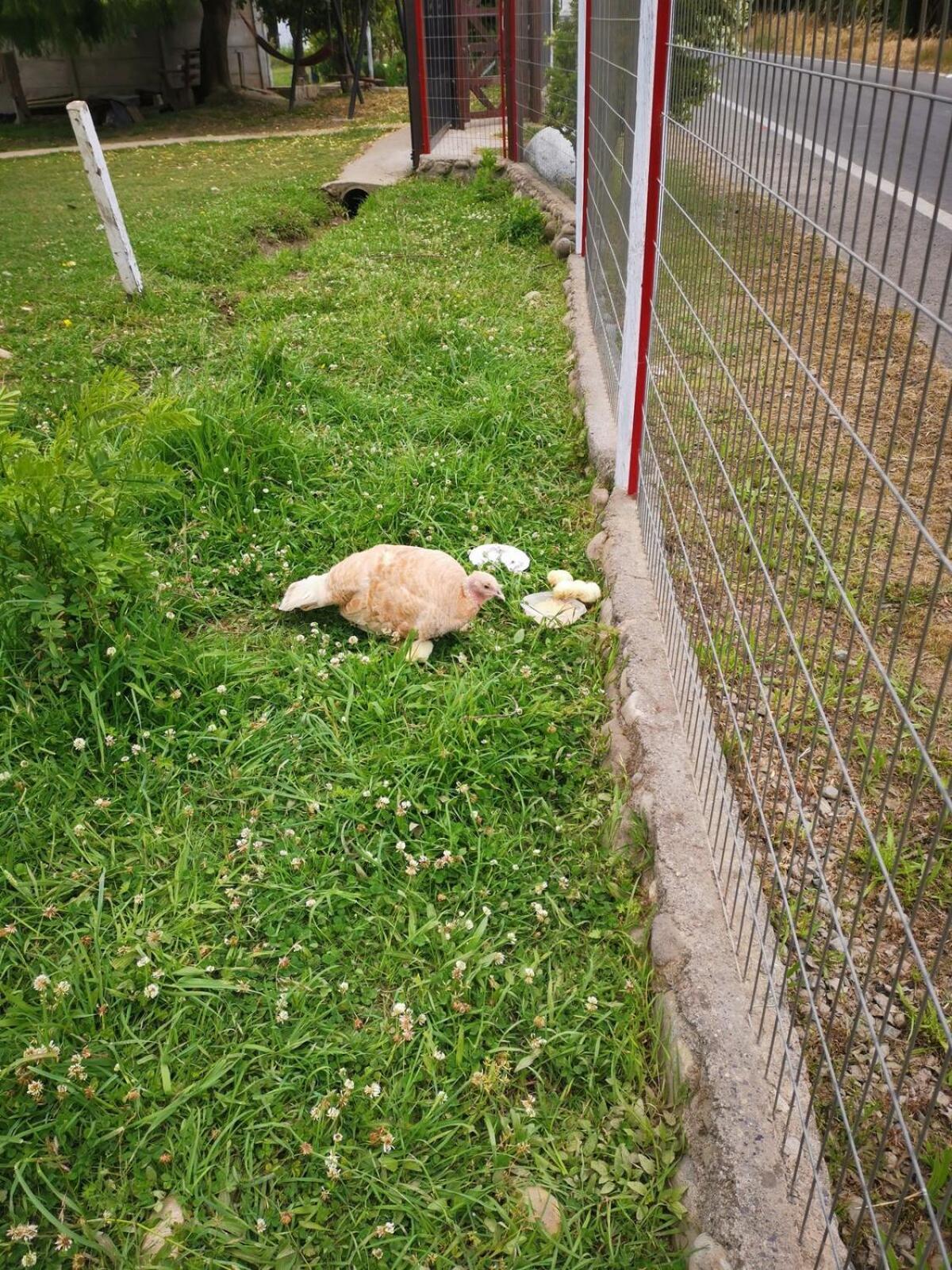 Molina, Cerca De 7 Tazas, Campo Con Animales Y Piscina Desmontable Villa Curico Exterior photo