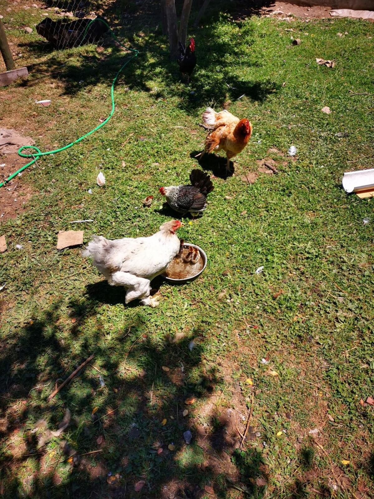 Molina, Cerca De 7 Tazas, Campo Con Animales Y Piscina Desmontable Villa Curico Exterior photo