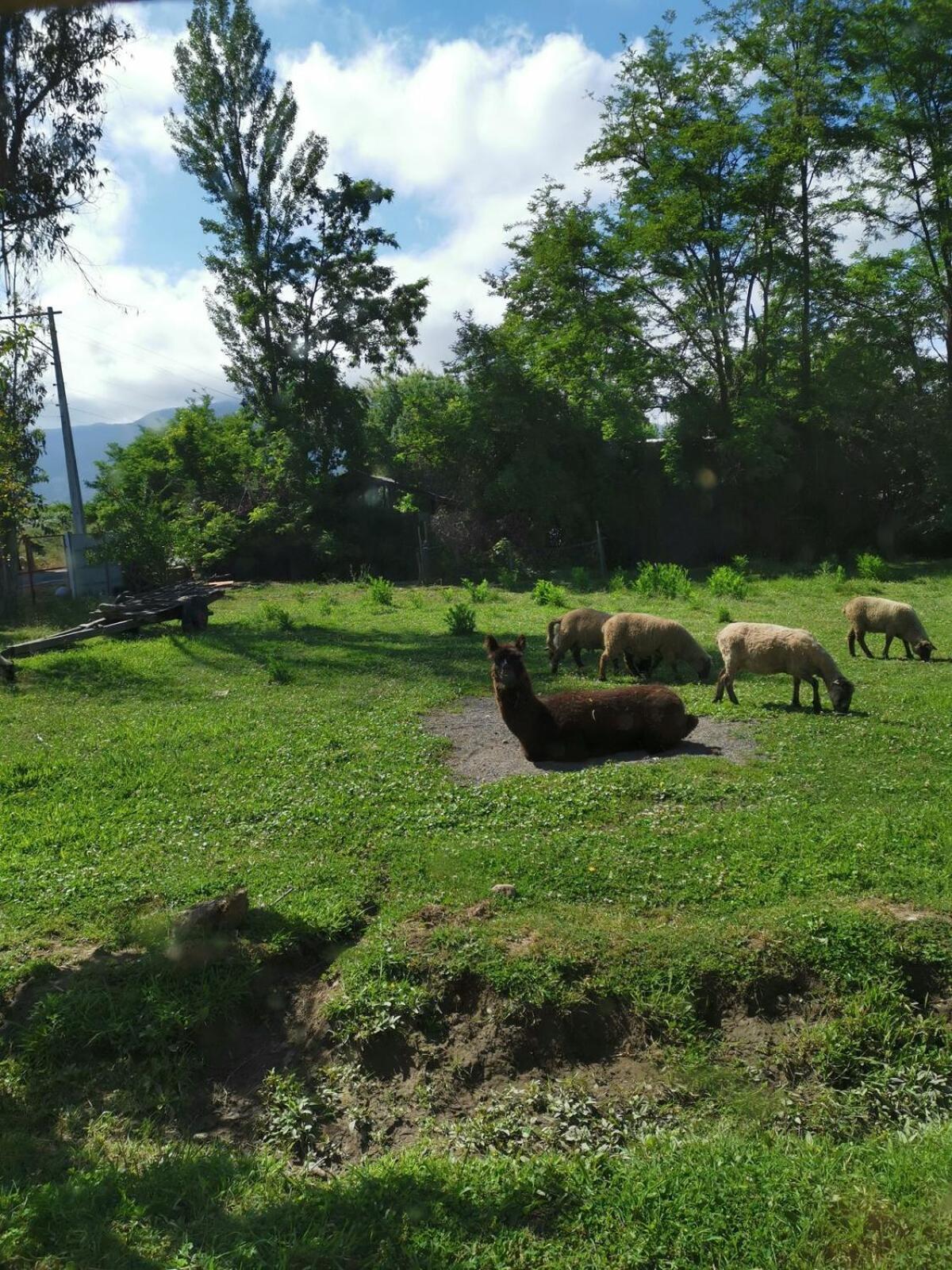 Molina, Cerca De 7 Tazas, Campo Con Animales Y Piscina Desmontable Villa Curico Exterior photo