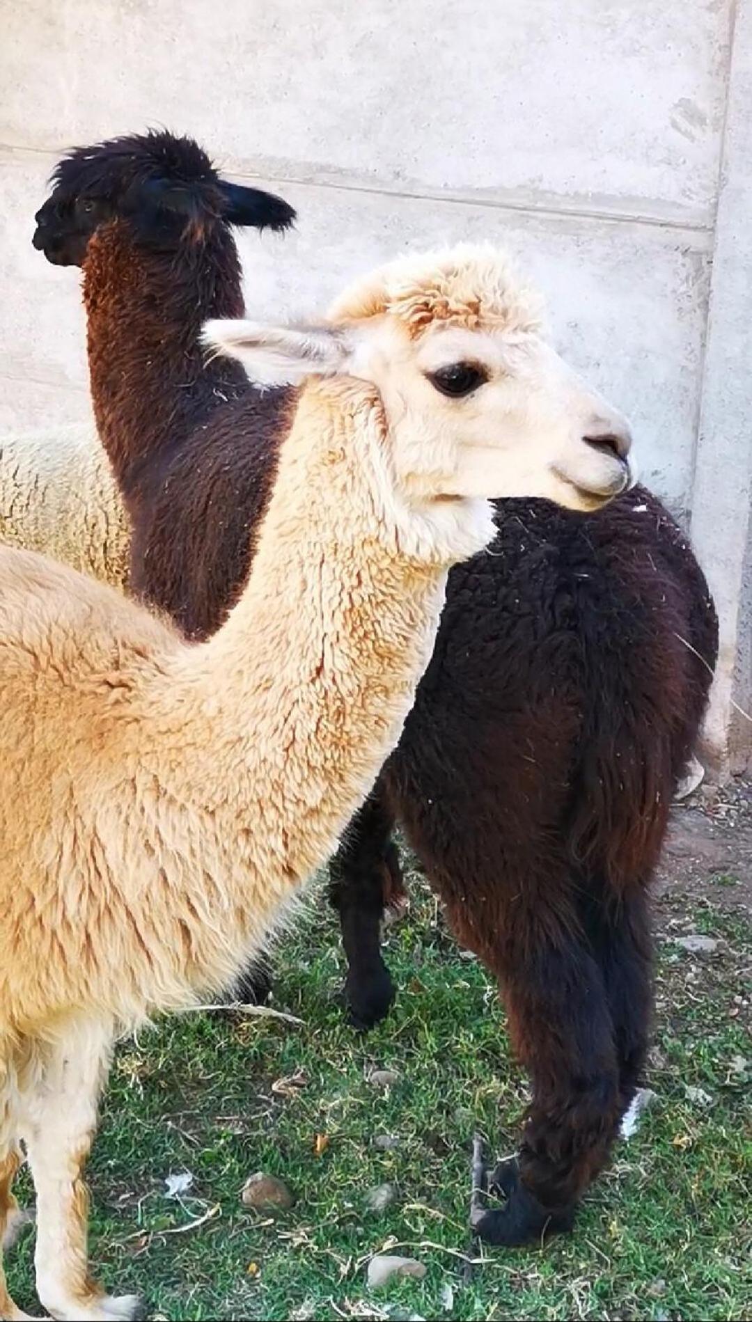 Molina, Cerca De 7 Tazas, Campo Con Animales Y Piscina Desmontable Villa Curico Exterior photo