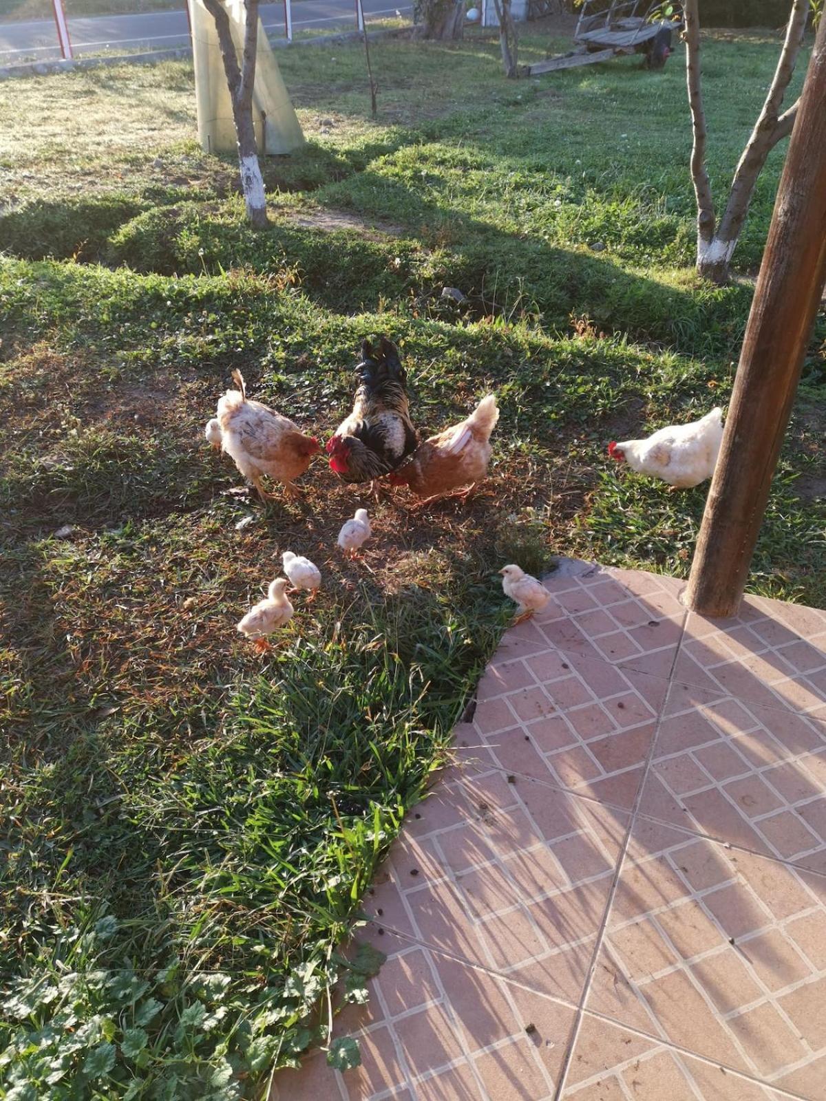 Molina, Cerca De 7 Tazas, Campo Con Animales Y Piscina Desmontable Villa Curico Exterior photo