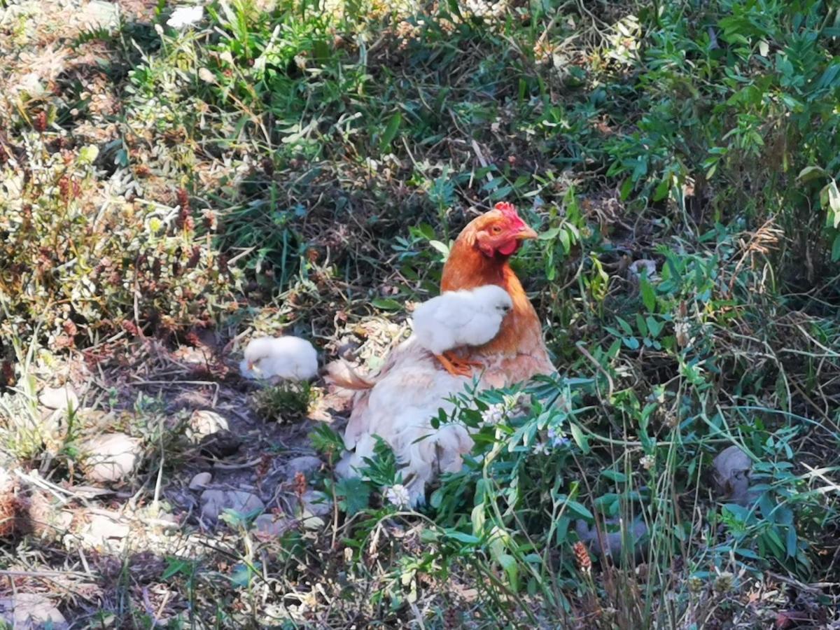 Molina, Cerca De 7 Tazas, Campo Con Animales Y Piscina Desmontable Villa Curico Exterior photo