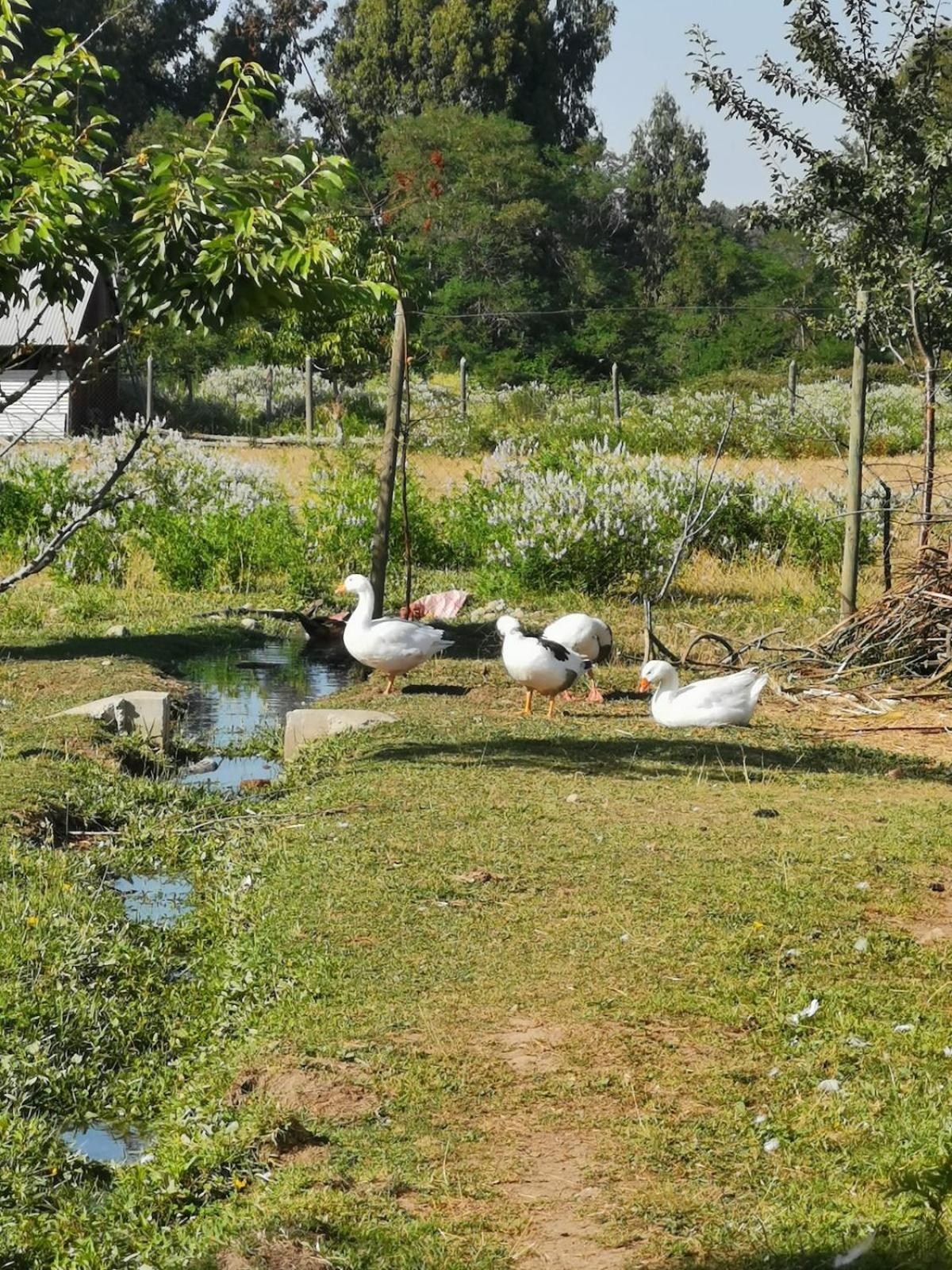 Molina, Cerca De 7 Tazas, Campo Con Animales Y Piscina Desmontable Villa Curico Exterior photo