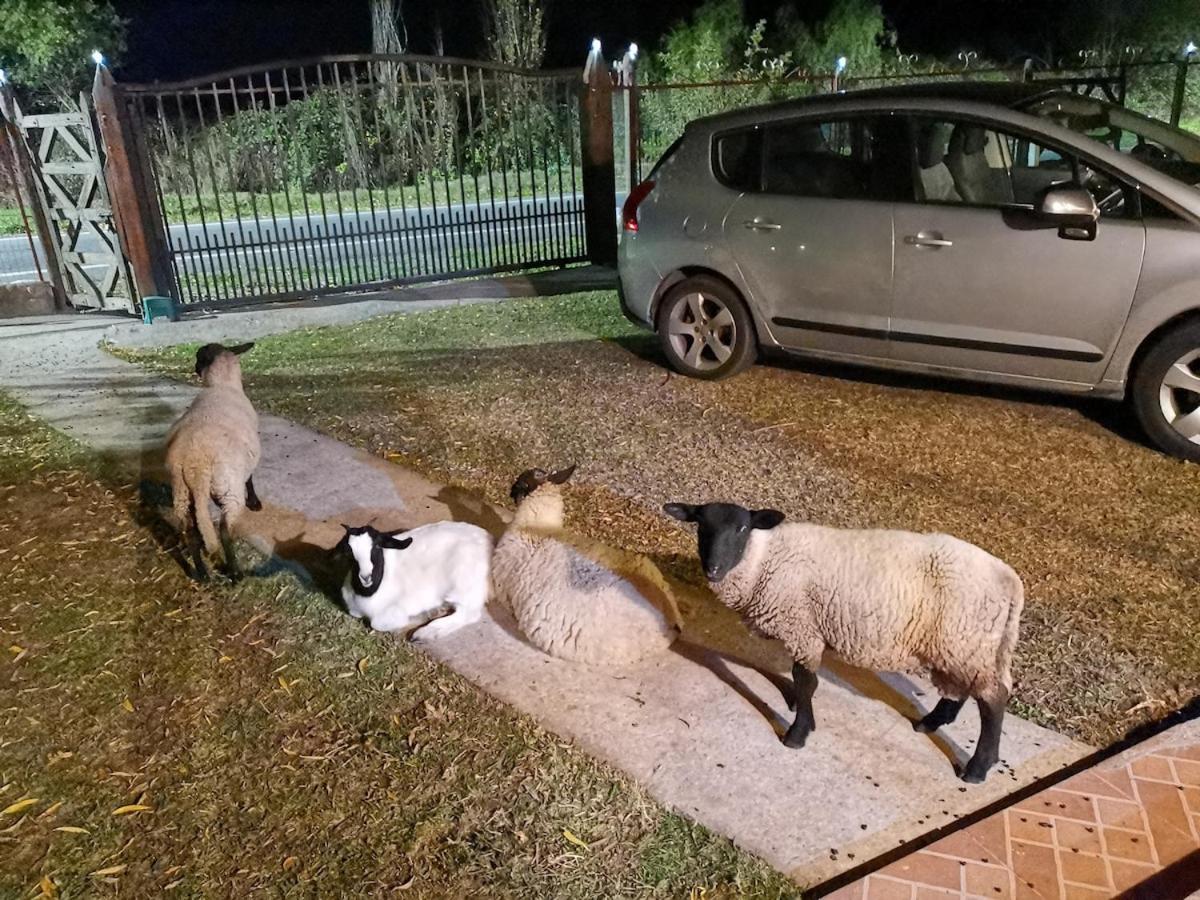 Molina, Cerca De 7 Tazas, Campo Con Animales Y Piscina Desmontable Villa Curico Exterior photo